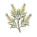 Cajeput
