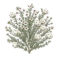 Cape Chamomile