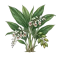 Cardamom