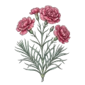 Carnation Absolute