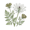 Carrot Seed
