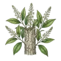 Cascarilla