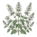 Catnip