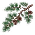Cedarwood (Atlas)