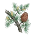 Cedarwood (Himalayan)