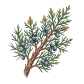 Cedarwood (Virginia)