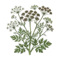 Celery Seed CO2