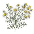 Chamomile (Moroccan / Wild)