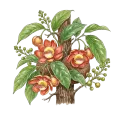 Choya Ral