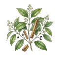 Cinnamon Bark