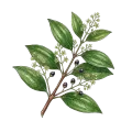 Cinnamon Leaf