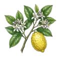 Citron