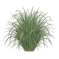 Citronella (Java)