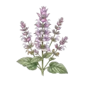 Clary Sage