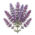 Clary Sage Absolute