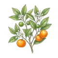 Clementine