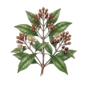 Clove Bud