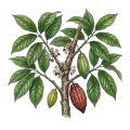 Cocoa CO2
