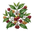 Coffee CO2