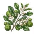 Combava / Makrut Lime Petitgrain