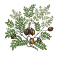 Copaiba