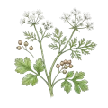 Coriander Seed