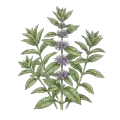 Cornmint