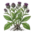 Costus