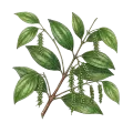 Cubeb