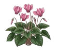 Cyclamen