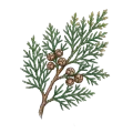 Cypress