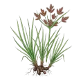 Cypriol (Nagarmotha)