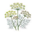 Dill