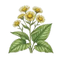 Elecampane