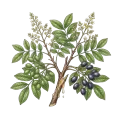 Elemi