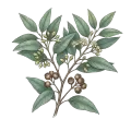 Eucalyptus (Peppermint/Dives)