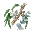 Eucalyptus (Globulus)