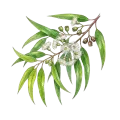 Eucalyptus (Lemon)