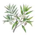 Eucalyptus (Radiata)