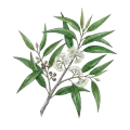 Eucalyptus (Smithii)