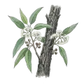 Eucalyptus (Staigeriana)