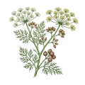 Fennel (Bitter)
