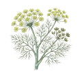 Fennel (Sweet)