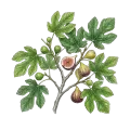 Fig Leaf Absolute