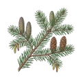 Fir Needle