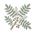 Frankincense (Carterii)
