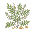 Frankincense (Sacra)