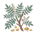 Frankincense (Serrata)