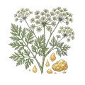Galbanum
