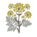 Galbanum Resinoid